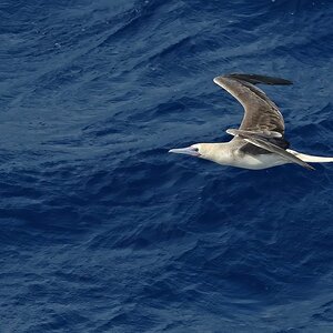 _17A8938  Red-footed Booby 16 36' 27 S - 175 58 17 W R5MkII 100-500 500mm f10 3200th ISO1600 Cr.jpg