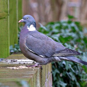 A scottish pigeon.