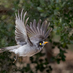 Wet Noisy Miner.jpg