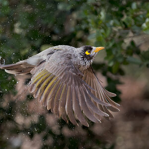noisy-miner-002-bif-to-wet-b-exp2000px.jpg