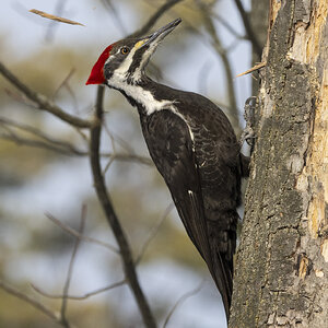 R7_G0328 Pileated Woodpecker.jpg