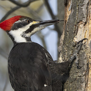 R7_G0315 Pileated Woodpecker.jpg