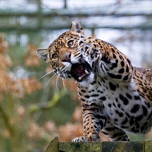 BCS 27-02-2026 0287.jpg