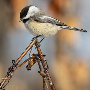 R7_G0195 Chickadee.jpg