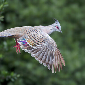 Crested Pigeon.jpg