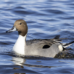 R7_G0776 Northern Pintail.jpg