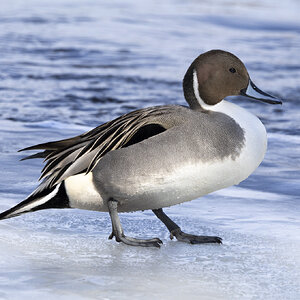 R7_G0664 Northern Pintail.jpg