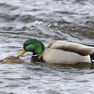 R7_G0452 Mallards.jpg