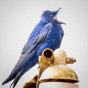 Media 'LE_14-0404.jpg' in category 'Non RF Lens Sample Image Threads'