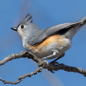 Tufted-Titmouse-2.jpg