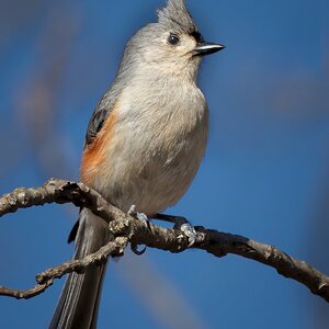 Tufted-Titmouse-5.jpg
