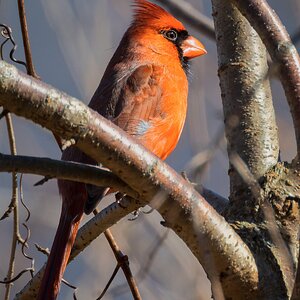 Northern Cardinal - Bald Eagle State Park-5.jpg