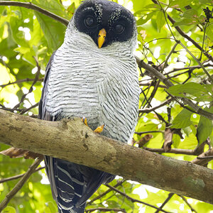 R7_F7978 Black-banded Owl.jpg