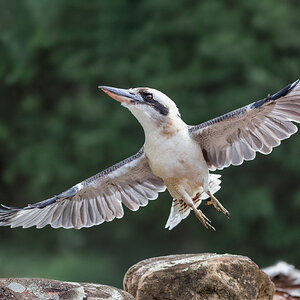 Laughing Kookaburra.jpg