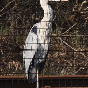 Grey Heron.JPG
