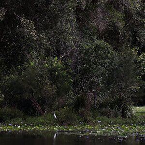 Home lake Eddy Kornhauser Reserve