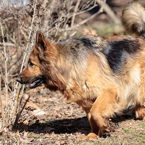 Coco Miss Fluffy.jpg