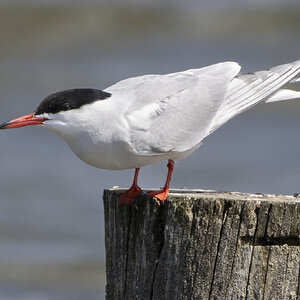 R7_E4731 Common Tern (visdief).jpg
