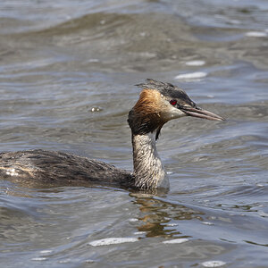 R7_E4691 Great Crested Grebe (Grote Kuifduiker).jpg