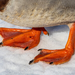 R7_G0280 Mallard.jpg