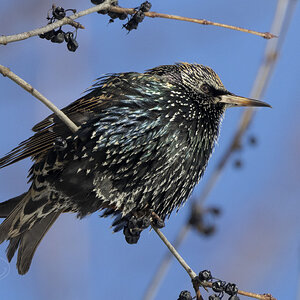 R7_G0076 Starling.jpg