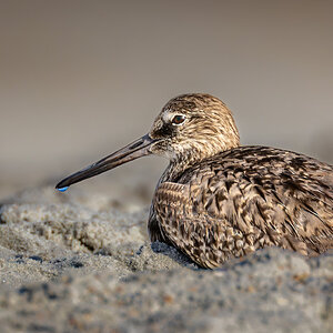 St. Augustine Park Shorebird-10.jpg