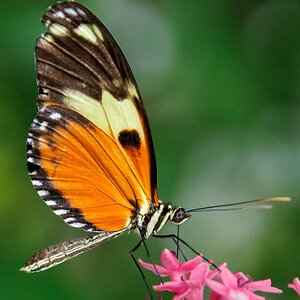 2026-016-006 KWPC Cockrell Butterfly Center trip-2.jpg