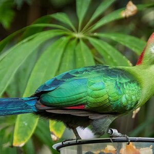 2026-016-040 KWPC Cockrell Butterfly Center trip-Edit.jpg