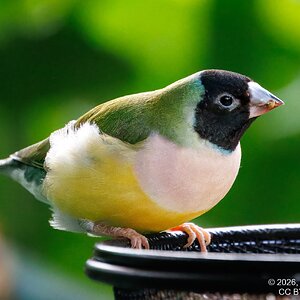 2026-016-049 KWPC Cockrell Butterfly Center trip-2.jpg