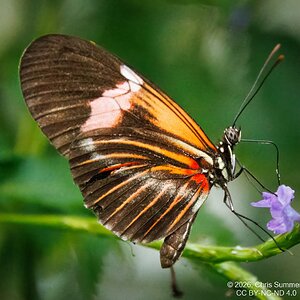 2026-016-087 KWPC Cockrell Butterfly Center trip-2.jpg