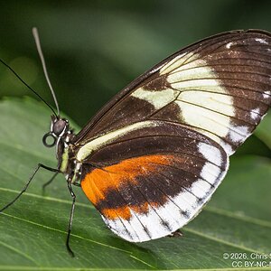 2026-016-098 KWPC Cockrell Butterfly Center trip.jpg