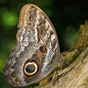 2026-016-100 KWPC Cockrell Butterfly Center trip.jpg