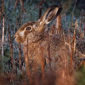 Brown Hares, four images
