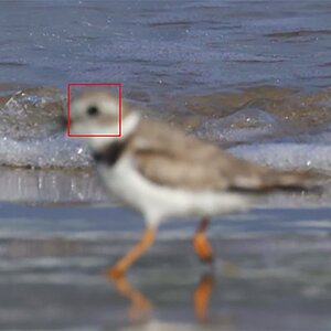 R5MKII Focus issue.jpg