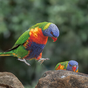 Rainbow Lorikeet.jpg