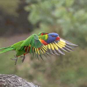 Rainbow Lorikeet — Take-off.jpg