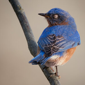 Greenway Bluebird-3.jpg