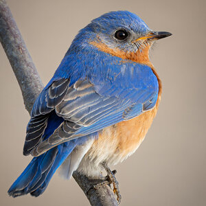 Greenway Bluebird-5.jpg