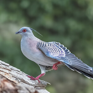 Crested Pigeon.jpg