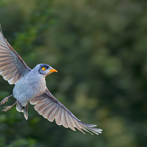 Noisy Miner BIF.jpg