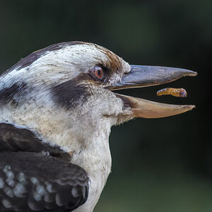 Laughing Kookaburra.jpg