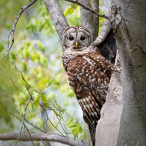 atNestBarredOwlSM.jpg