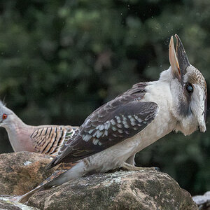 Laughing Kookaburra.jpg