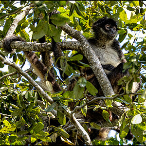 62254 - Spider Hangout.jpg