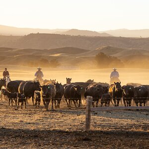 Sunrise Roundup-2.jpg