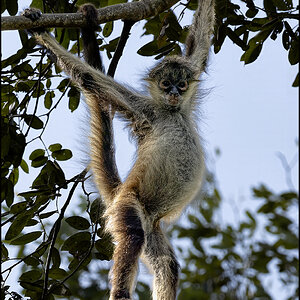 62167 - Hangin White Bellie Spider Monkey.jpg