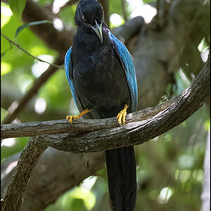 60709_ Yucatan Jay (Cyanocorax yucatanicus).jpg