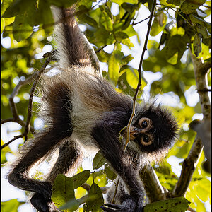 62339_Hangin Baby Spider.jpg