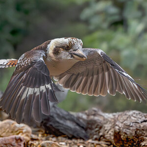 Laughing Kookaburra BIF.jpg