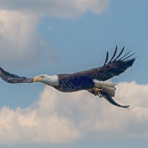 Eagle-with-fish.jpg
